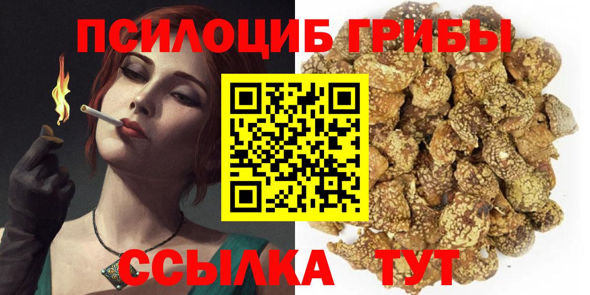 Галлюциногенные грибы Psilocybine cubensis Северск